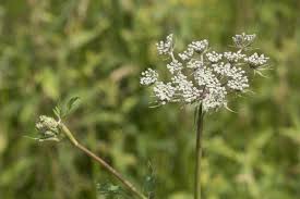 Attēlu rezultāti vaicājumam “Peucedanum palustre leaf”