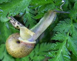 Attēlu rezultāti vaicājumam “Fruticola fruticum”