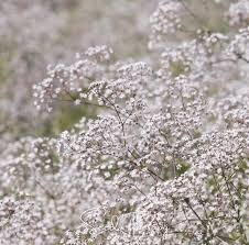 Attēlu rezultāti vaicājumam “Gypsophila paniculata bud”
