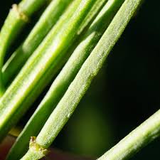 Attēlu rezultāti vaicājumam “Erysimum hieracifolium”