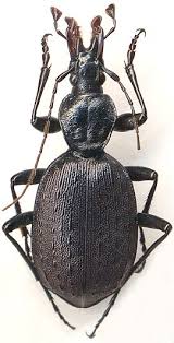 Attēlu rezultāti vaicājumam “Cychrus caraboides”