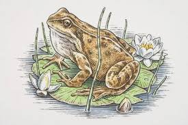 Attēlu rezultāti vaicājumam “Rana temporaria”