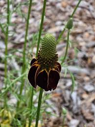Image result for Ratibida columnifera