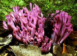 Attēlu rezultāti vaicājumam “Clavaria zollingeri”