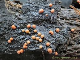 Attēlu rezultāti vaicājumam “Perichaena corticalis macro”