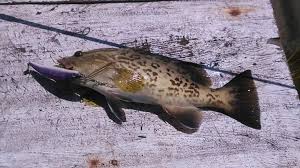 Image result for Mycteroperca microlepis