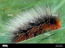 Attēlu rezultāti vaicājumam “Arctia caja larva”