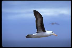 Image result for Thalassarche melanophris