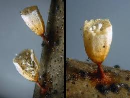 Attēlu rezultāti vaicājumam “Craterium leucocephalum macro”