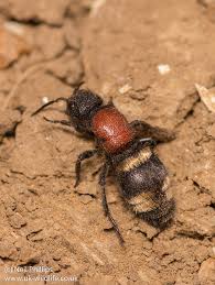 Attēlu rezultāti vaicājumam “Mutilla europaea”