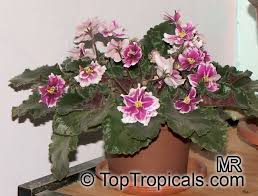 Image result for Saintpaulia ionantha Culitvar