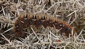 Attēlu rezultāti vaicājumam “Lasiocampa quercus larva”