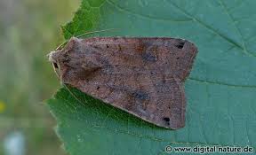 Attēlu rezultāti vaicājumam “Xestia baja”