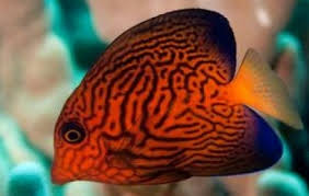 Image result for Ctenochaetus hawaiiensis