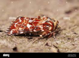 Attēlu rezultāti vaicājumam “Anarta myrtilli”