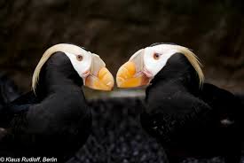 Image result for Fratercula cirrhata