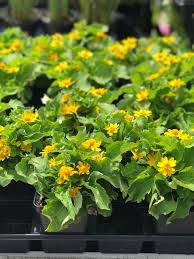 Attēlu rezultāti vaicājumam “Melampsoridium sp.”