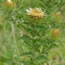 Attēlu rezultāti vaicājumam “Carlina vulgaris”