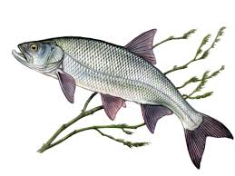 Image result for Aspius aspius