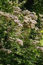 Image result for Eupatorium cannabinum