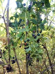 Attēlu rezultāti vaicājumam “Bryonia alba fruit”