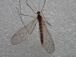 Attēlu rezultāti vaicājumam “Trichocera”