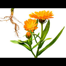 Image result for Calendula officinalis