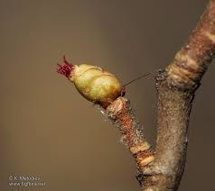 Attēlu rezultāti vaicājumam “Corylus avellana bud”