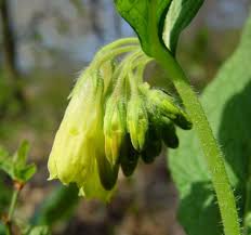 Attēlu rezultāti vaicājumam “Symphytum officinale bud”