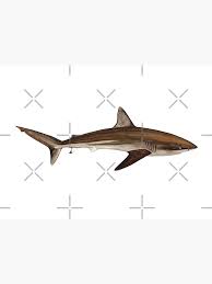Image result for Carcharhinus brachyurus