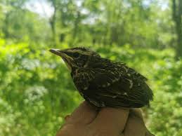 Image result for Turdus obscurus