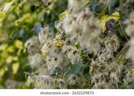 Attēlu rezultāti vaicājumam “Clematis fruit”