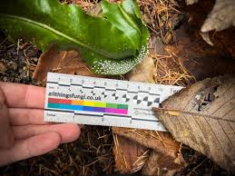 Attēlu rezultāti vaicājumam “Diderma hemisphaericum”
