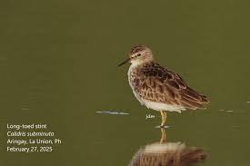 Image result for Calidris subminuta