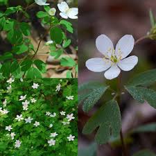 Attēlu rezultāti vaicājumam “Isopyrum thalictroides fruit”