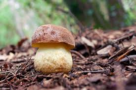 Attēlu rezultāti vaicājumam “Leccinum”