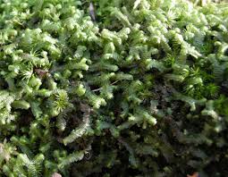 Attēlu rezultāti vaicājumam “Bazzania trilobata”