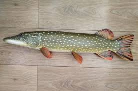 Image result for Esox lucius