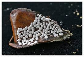 Attēlu rezultāti vaicājumam “Diderma effusum”