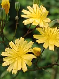 Attēlu rezultāti vaicājumam “Lapsana communis flower”