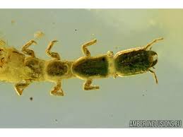 Attēlu rezultāti vaicājumam “Raphidioptera larva”