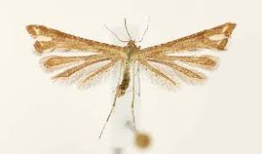 Attēlu rezultāti vaicājumam “Platyptilia tesseradactyla”