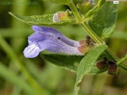 Attēlu rezultāti vaicājumam “Scutellaria galericulata leaf”