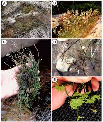 Attēlu rezultāti vaicājumam “Utricularia intermedia leaf”