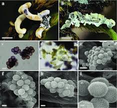 Attēlu rezultāti vaicājumam “Badhamia sp.”