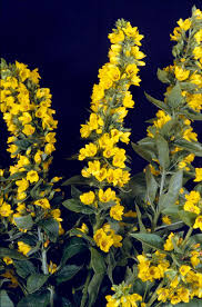 Attēlu rezultāti vaicājumam “Lysimachia punctata flower”