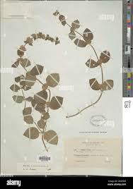 Attēlu rezultāti vaicājumam “Mentha x verticillata leaf”