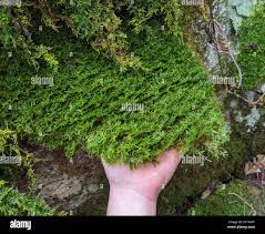 Attēlu rezultāti vaicājumam “Neckera pennata”