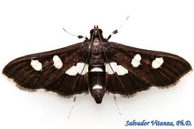 Attēlu rezultāti vaicājumam “Crambidae”