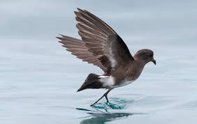 Image result for Oceanites oceanicus